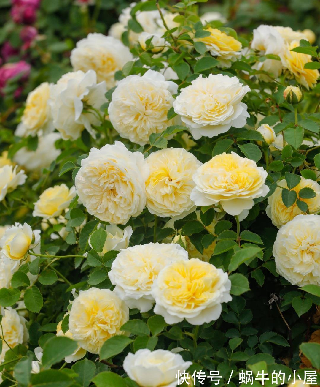 藤本月季|又美又香的花,花量大,多季开花,可做花墙,阳台也能种