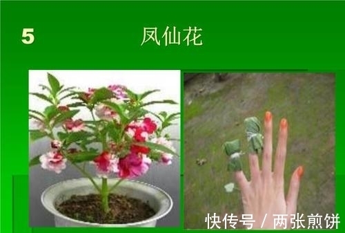 栽种|俗称“指甲花”，能染指甲能防蛇，却是“蛇蝎美人”，栽种要小心