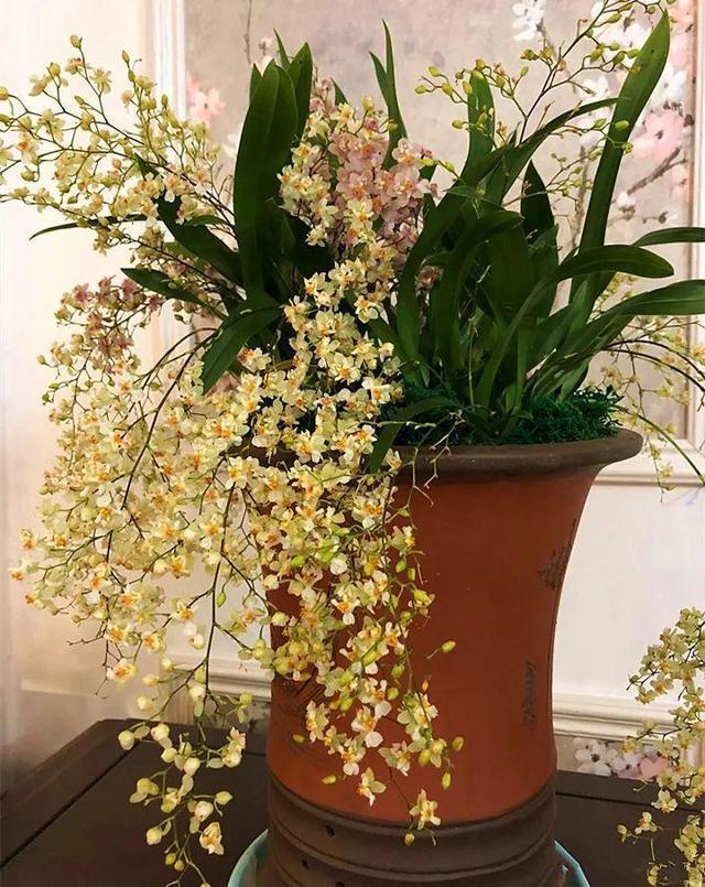 13种耐阴花卉，光照不佳也能生长良好，枝繁叶茂，美丽如画