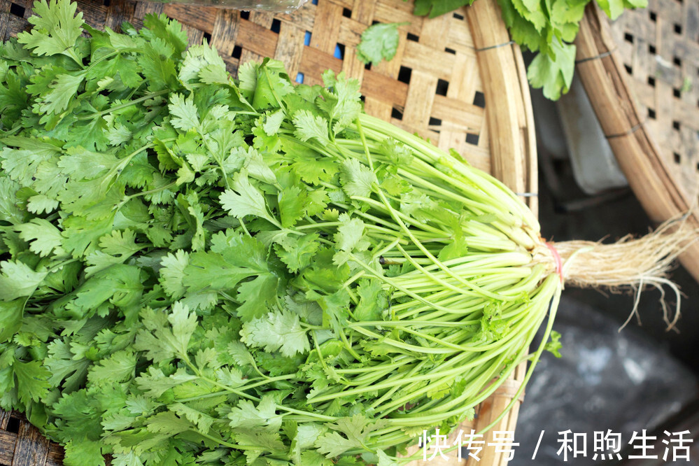 香菜|把香菜放到盒子里,存1年都不会坏,新鲜又翠绿,还能随吃随拿