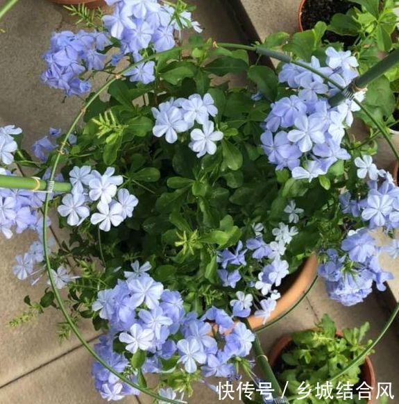 农历10月初7立冬后,养什么花?以下3种花,大吉大利福寿安康