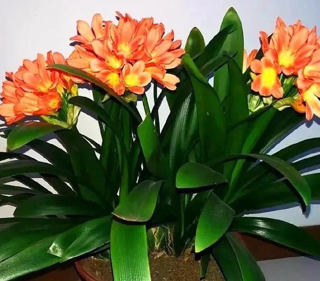 君子|君子兰容易有烂根和黄叶,教你这么做,很快就会长满大白根