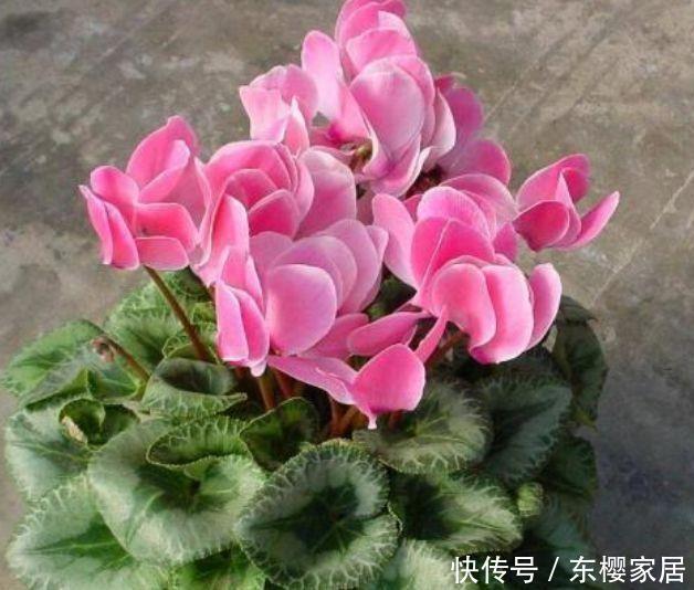 4花卉美翻天,花期长又好养,养上一盆四季欣赏