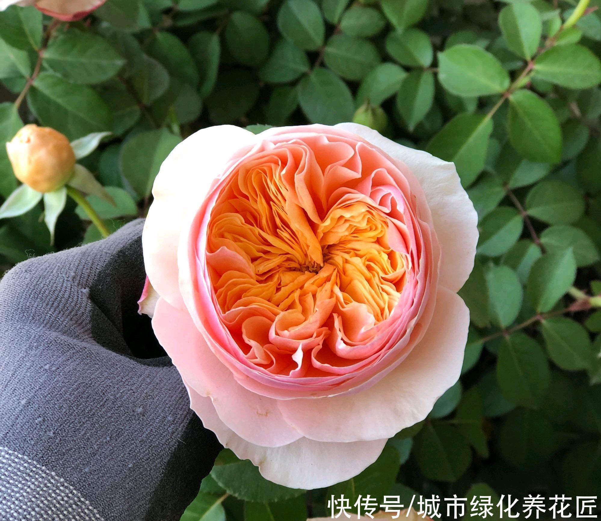 月季花的花苞打不开是怎么回事?温度,光照在作怪