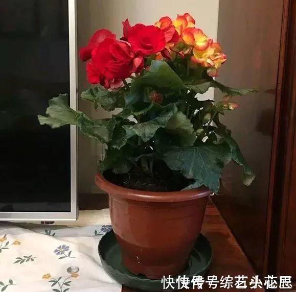 浇水|养花“干透浇透”你真的懂吗?很多人做错了,难怪盆土板结!