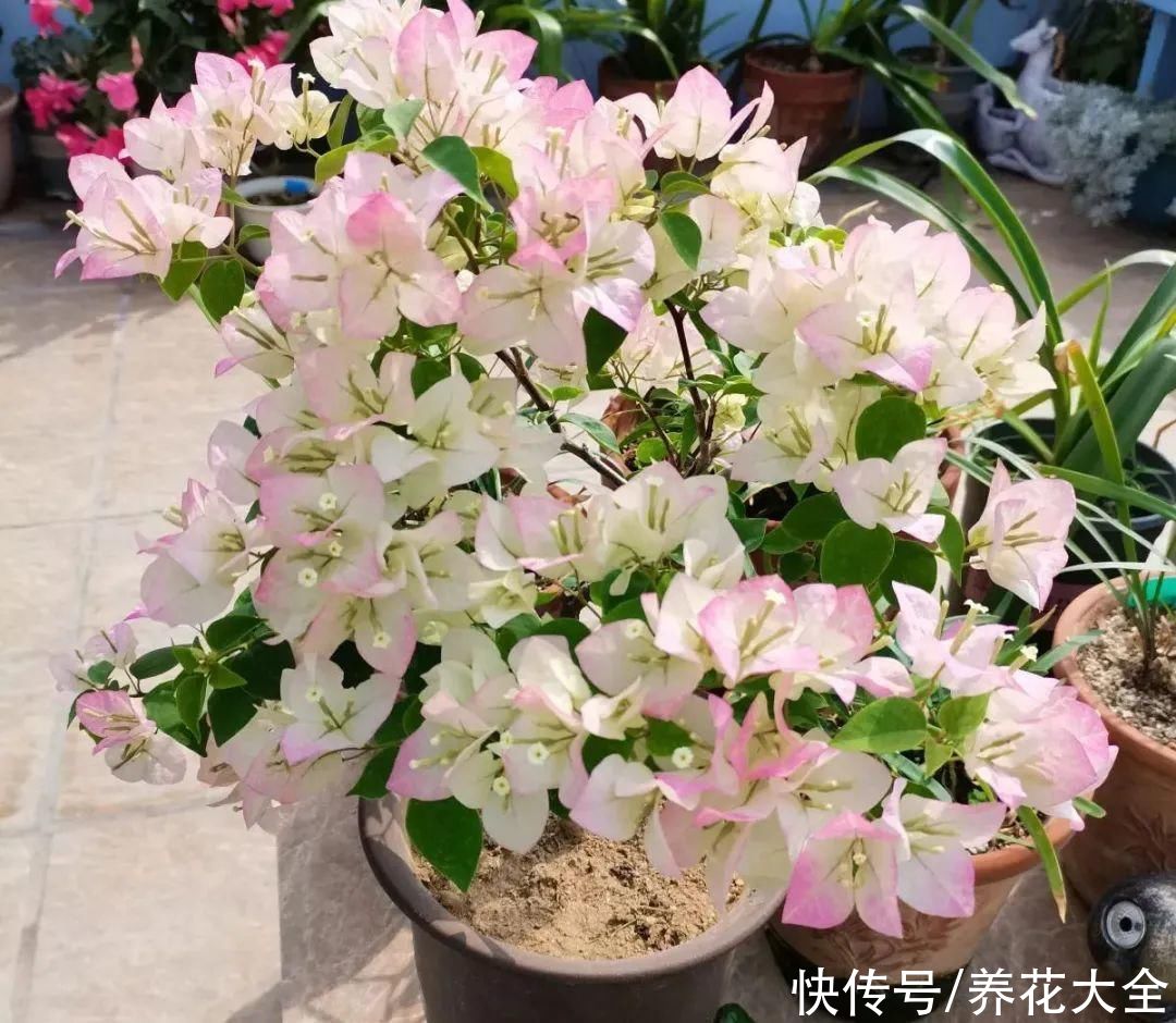 11种常见花，现在扦插，成活率特高