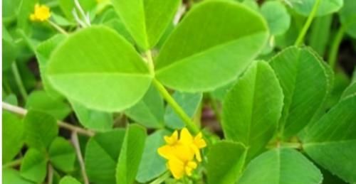  中年|女性过了40岁不想老，不妨多吃3种食物，补足气血、延缓衰老