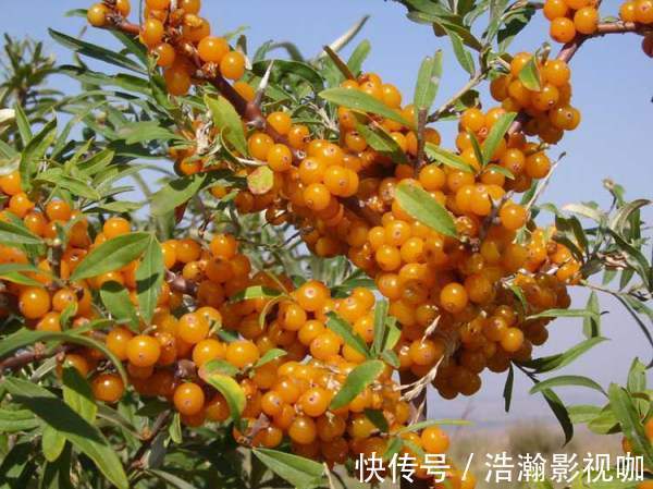 抗菌消炎|十个女性九个都有宫寒,多吃此物,抗菌消炎,滋养卵巢,远离炎症