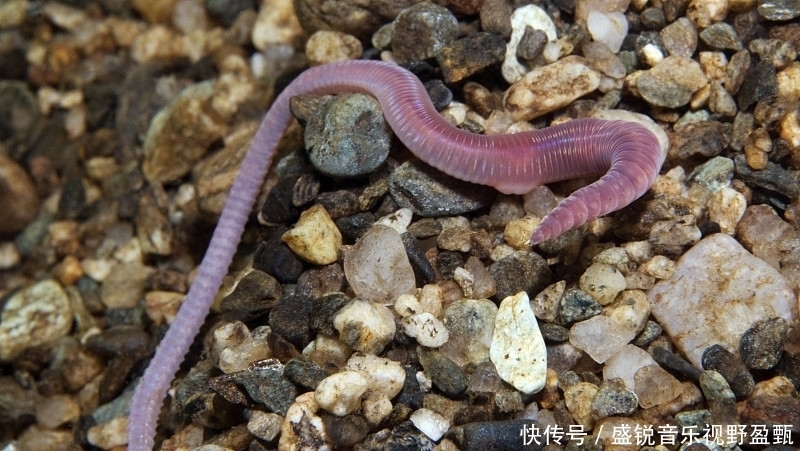 夏季|夏季怎样用蚯蚓钓鱼?简单易学的方法,上的都是大货