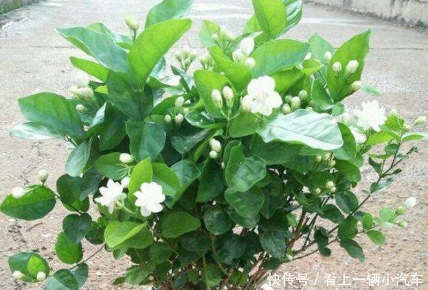 “4种花”是懒人的最爱,花香飘满屋,开花繁盛,很喜庆