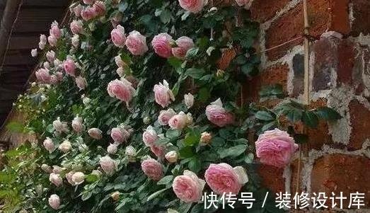 月季|藤本月季要养多久才能爬墙？这可能是你误会了，它没有这项能力