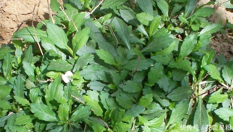 活血|农村常吃的几种野菜清热解毒、活血排脓，来看看你都认识吗？