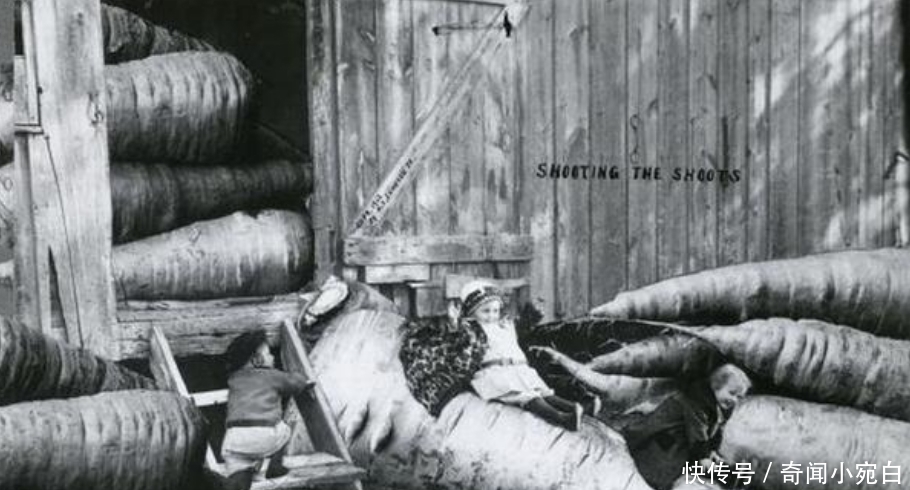 鸡比牛大|百年前美国“浮夸风”的照片:一列火车运一颗土豆,图5鸡比牛大