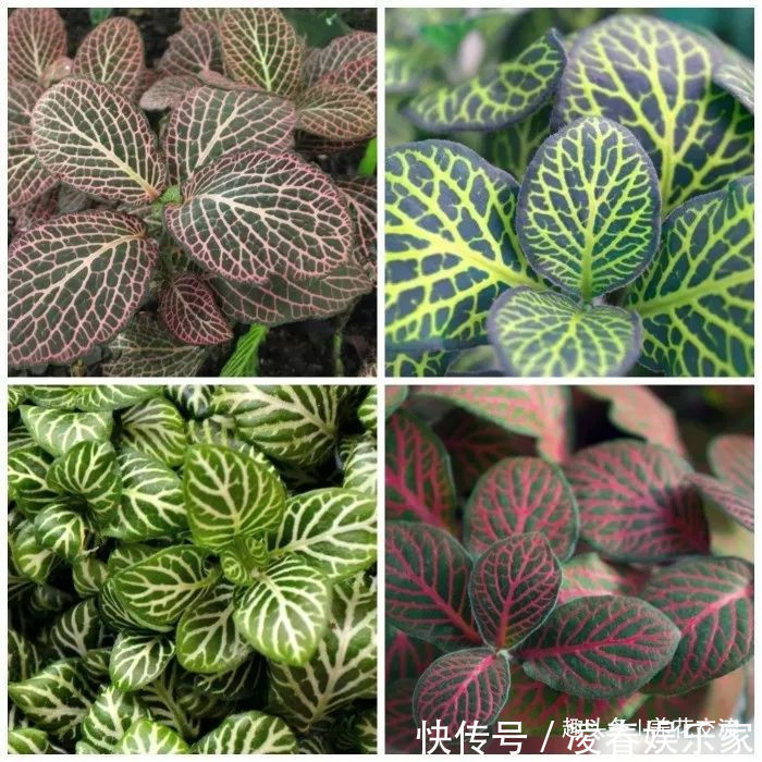 一年四季可以养在室内的开花植物和观叶植物，附新手养护教程