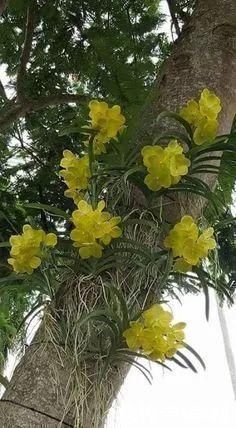 马萨德|神奇!这个开花树居然可以长成这样震撼世人!真是太美了