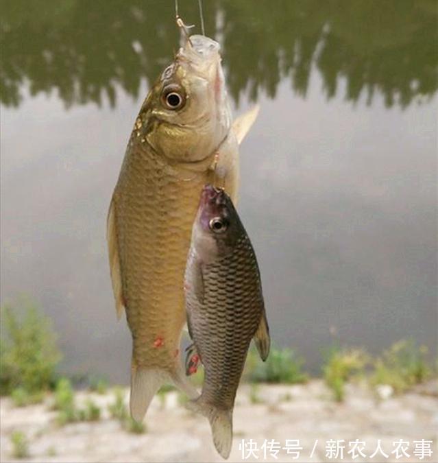 爷爷|重庆爷孙三人组团钓鱼,萌娃起竿就是一条鱼,网友:爸爸情何以堪