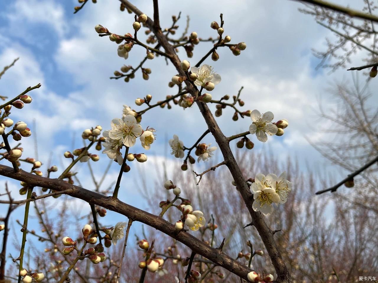 中年|【我与爱车度新年】新春初五踏春季，相约朋友游玩大蜀山
