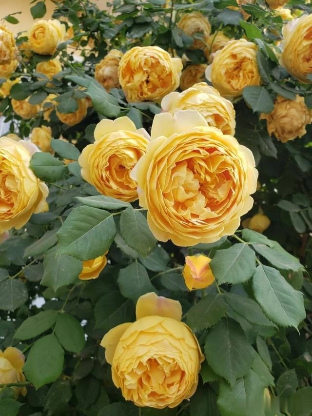 圆滚滚的绣球,瀑布般的花墙,这届花友也太会种花了吧