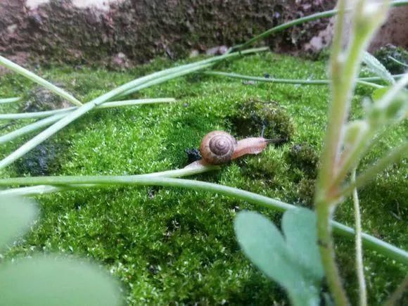 厨房里的“小东西”，养花作用想不到！解决很多养花人的烦恼！