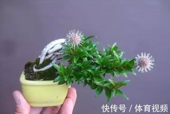 黄杨|微型盆景越来越受欢迎,这里是它们的“集中营”,都是你想知道的