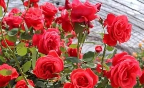 4种香妃花,室内养上一盆,闻之心旷神怡,极富观赏价值