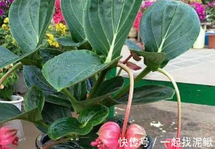 劳模|被称为“开花劳模”的4种花，一开就是300多天，漂亮花期长