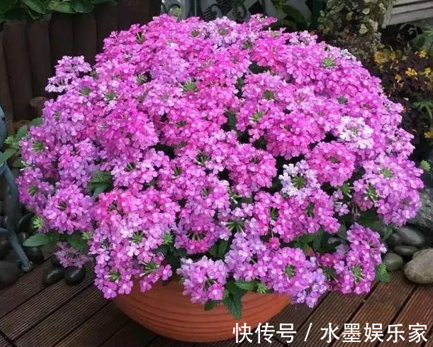 光照|5种懒人花卉,耐旱耐晒,越不管长得越好,盆栽轻松长爆盆!