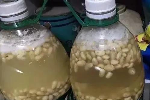 适应能力|养绿萝,这2种“水”换着浇,叶片油亮巴掌大,根茎能比筷子粗