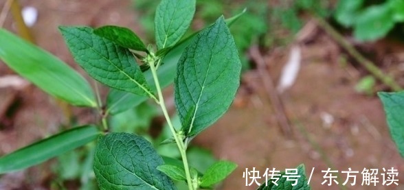 皮肤瘙痒|此野草，嚼2片叶子可治牙痛，人称“癞头草”，可别拿去喂猪了