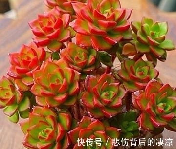 多肉植物|老花农都喜欢的4种多肉,颜值高好养护,长出状态美美哒!