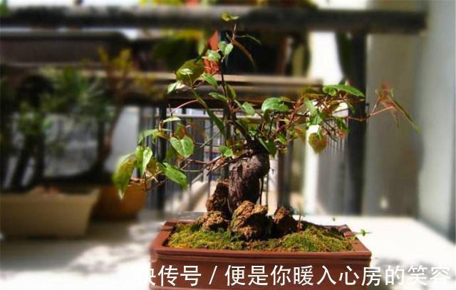 铁皮石斛|4种“名贵中药”做盆景,一养就是30年,土豪出价“5万”都不卖!