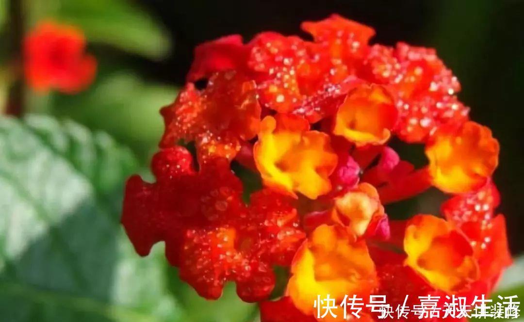 以下9种会变色的绿植,养上四五盆就能让阳台变得生动起来