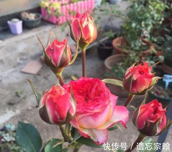 灌木|一米高的月季笋芽，现在该不该剪不同阶段处理方式大不同