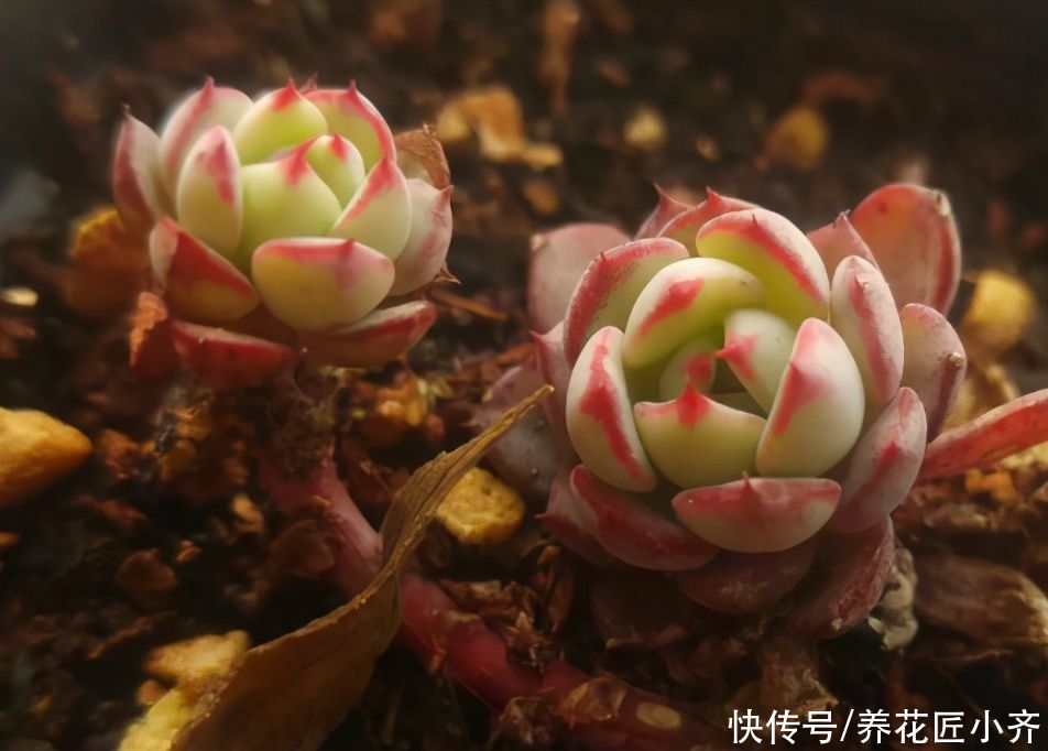 老手|新手刚接触多肉，记住“四不买”，让你养多肉变得简单