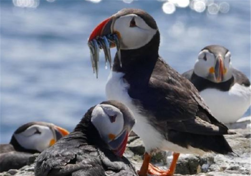 民族|比中国人还能吃的民族,连国宝都不放过,一天一头吃不过瘾