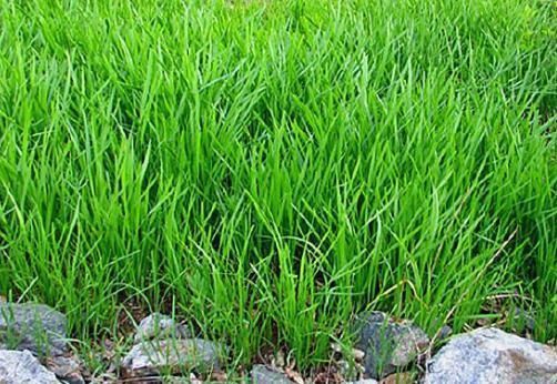 夜宵摊上的“它”,我国种植才够吃,在美国泛滥花高价清除,可惜