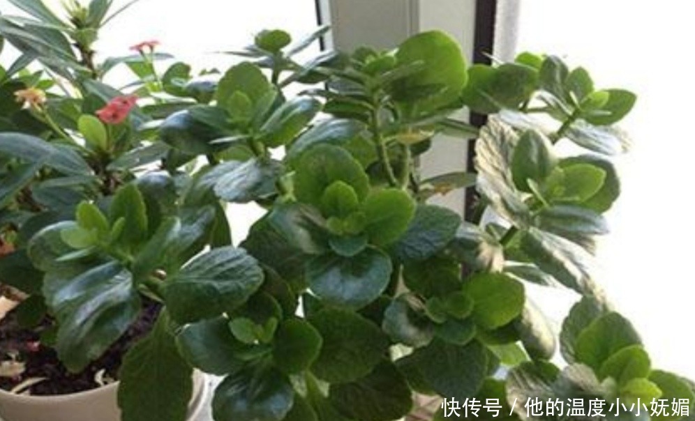 5月养长寿花，记得做好4件事，多长新枝，花期多开花