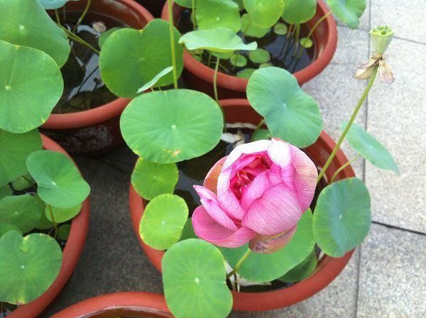 4种花最喜欢水，夏天养在“水缸”里，30天长爆盆、还开花