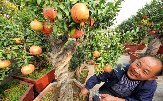 石榴老桩这么栽，做对“4点”，花多、果大、满树都是