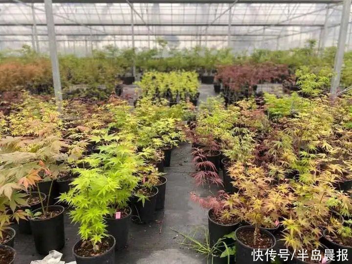 太仙了！浙江男子卖网红植物，年入百万！它在春天竟然如此美丽