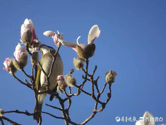 百花公园里一株玉兰率先开花，引来白头翁啄食鸣叫