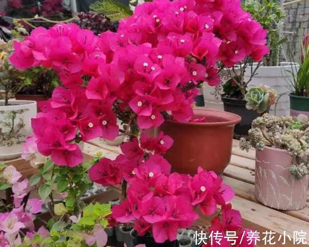 环境温度|家中温度“太低”,5种花要“干养”,才有利于安全越冬