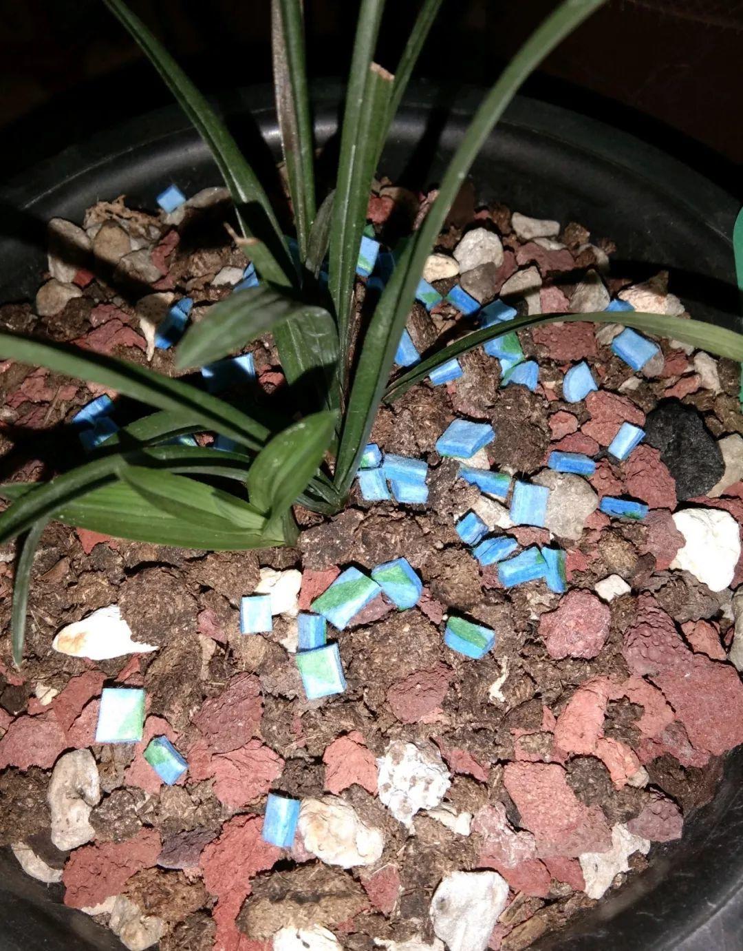 夏天养花“招虫子”6种方法存好了，安全又有效！