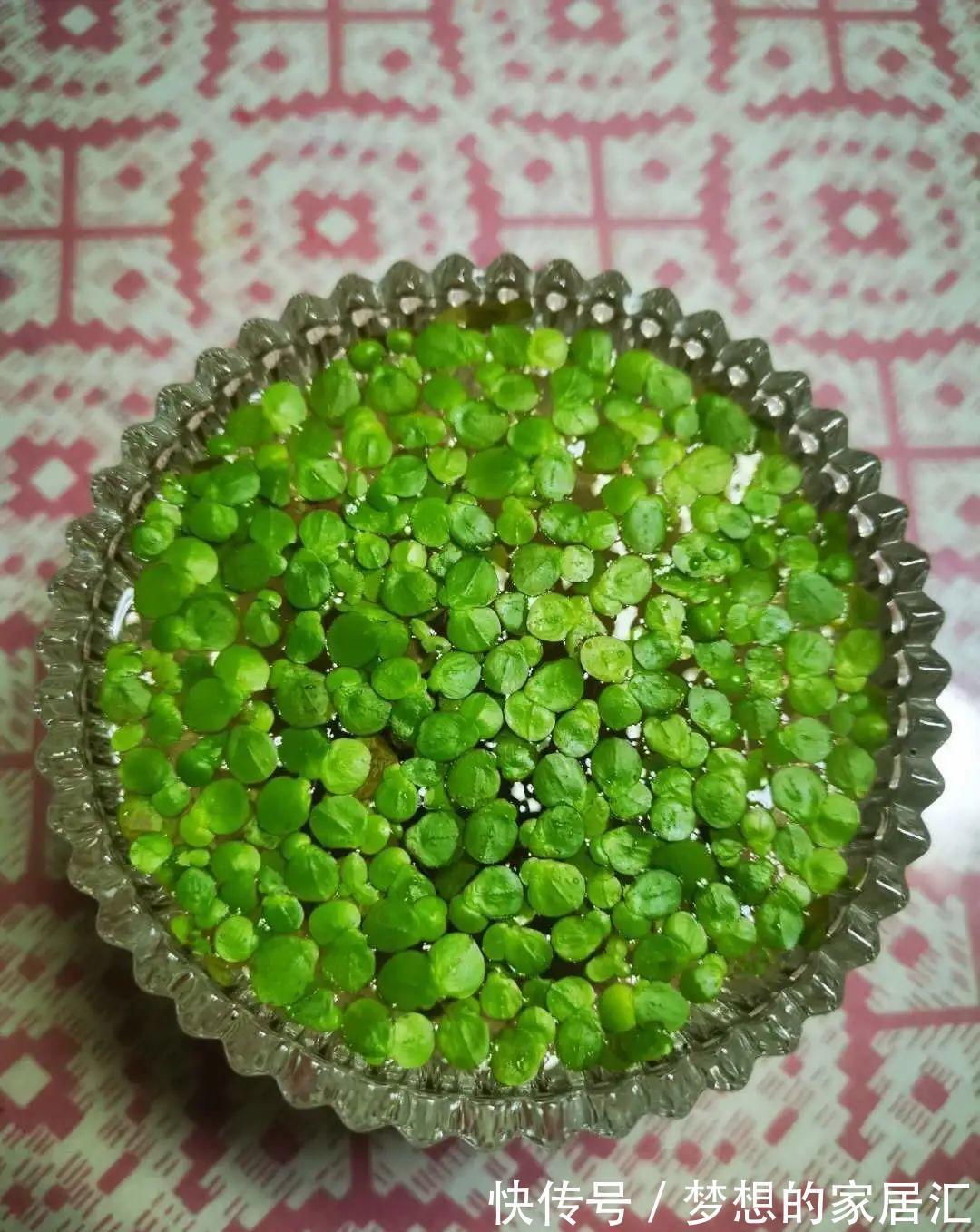 10种花太能喝水,一天一瓢水,7天爆满缸