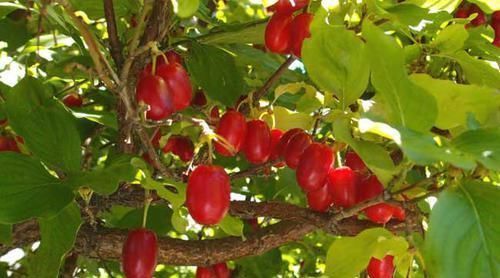 泽泻|晚清名医一个神奇的配方,仅8味药,耳聋、耳鸣一扫光!