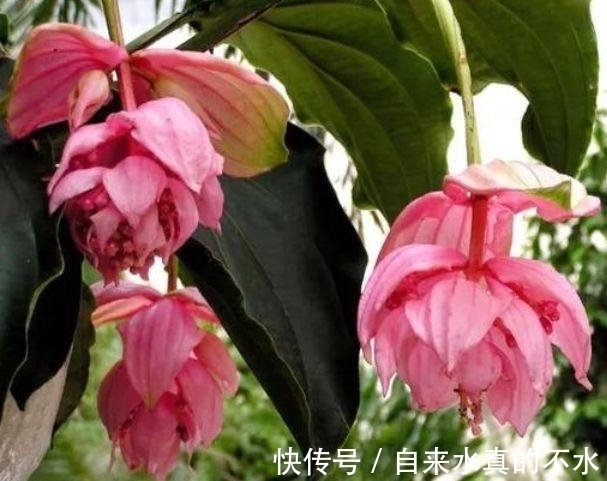 秋海棠属|家养几种花,花期长,花色艳丽,开成花海,邻居都羡慕!