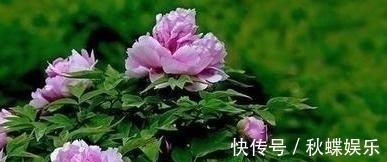 西溪#范仲淹鲜为人知的绝句,语言质朴平易,却充满了哲理
