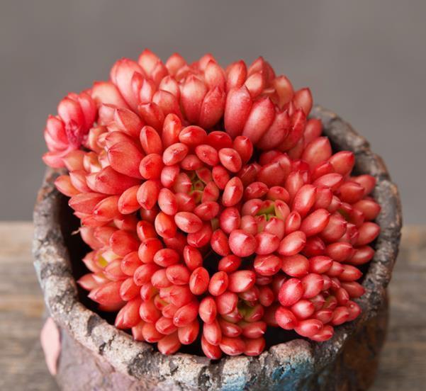 夏天褪色的多肉红宝石,8月教你几个小技巧,养成红艳肉墩子