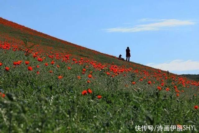 艳压群芳|美丽新疆:天山红花红似火