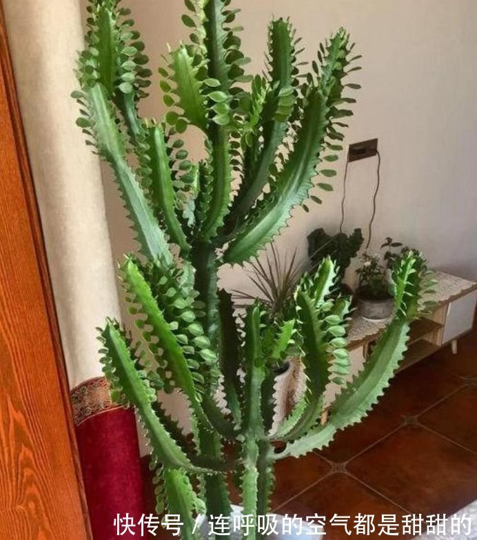 4种花养家里,不仅能净化空气,还能旺财镇宅好!